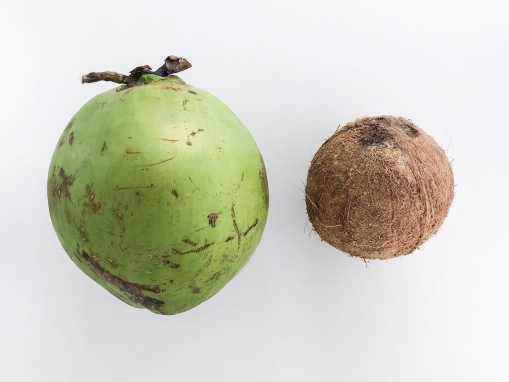 Bebe pode tomar água de coco - Difereça entre coco verde e coco seco